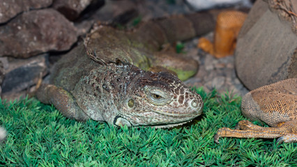 iguana