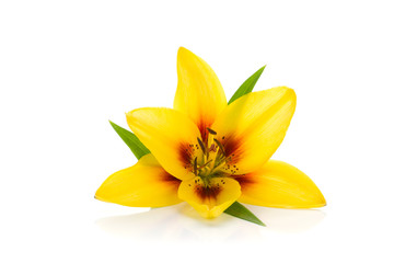 Yellow lily © evgeeenius