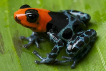 Photo sur Plexiglas Grenouille Dart frog / Ranitomeya benedicta