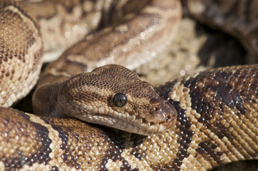 Fototapeta premium Angolan python / Python anchietae