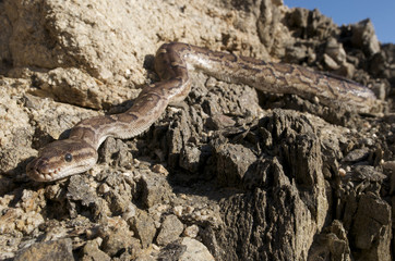 Fototapeta premium Angolan python / Python anchietae