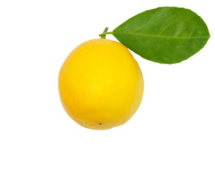 lemon on a white background