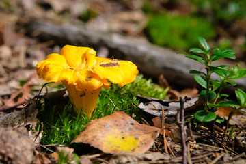 Mushroom chanterelle