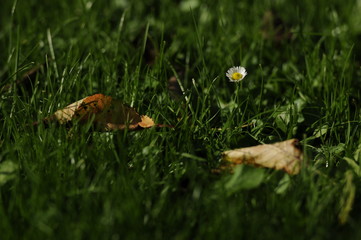 gänseblümchen © Gerald Klösch