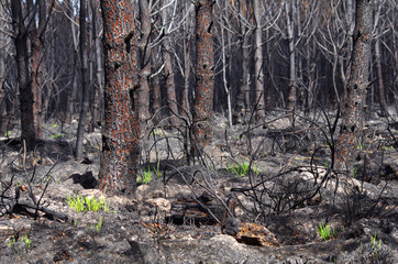6 jours après un feu de forêt, l’herbe recommence à pousser