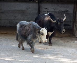 Fototapeta premium bison at the zoo