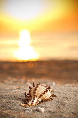 Shell on sunset