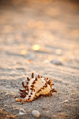 Shell on sea sand