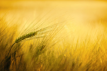 Golden wheat dream