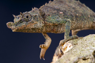 Dwarf chameleon / Rhampholeon acuminatus