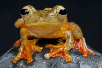 Crédence de cuisine en verre imprimé Grenouille Rainette arlequin / Rhacophorus pardalis