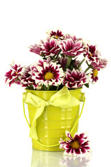 beautiful bouquet of chrysanthemums in a bright colorful bucket