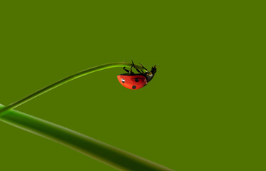 Ladybird on the grass.