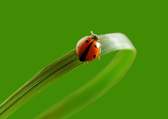 Ladybird on the grass.