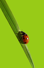 Ladybird on the grass.
