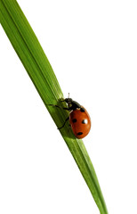 Ladybird on the grass.
