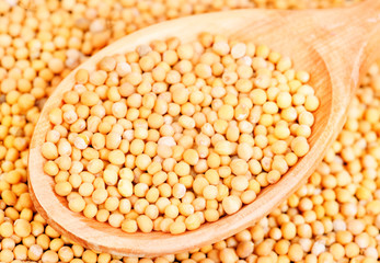 Mustard seeds in wooden spoon and over as background