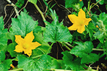 pumpkin blossom   fine nature   background