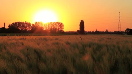 Moving field during sunset
