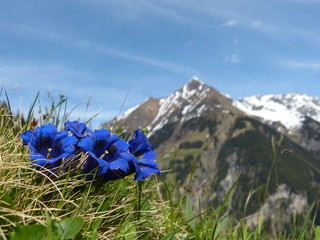 Enzian Blumen der Alpen