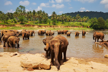 Elephant on Sri Lanka - obrazy, fototapety, plakaty
