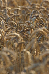 Weizenfeld zur Erntezeit