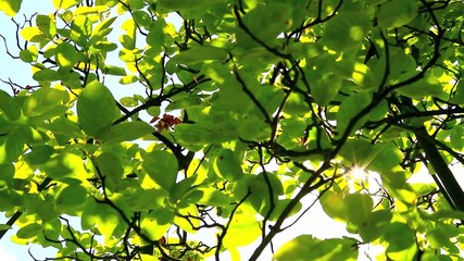Sunlight through leaves during summer day