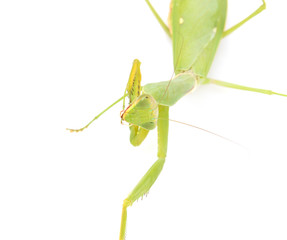 green mantis on a white background