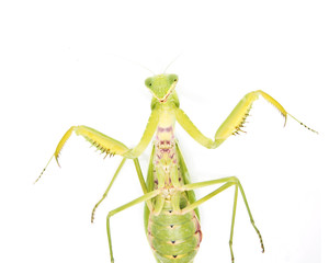 green mantis on a white background