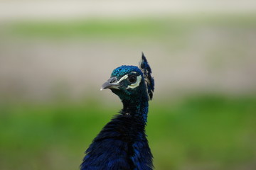 Tierporträt Pfau