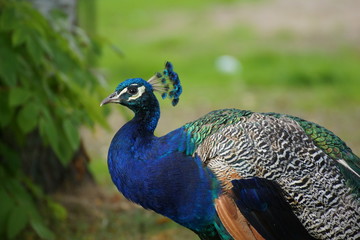 Pfau, Seitenansicht
