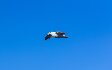 seagull flying in the blue sky
