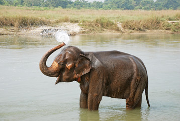 Elephant splashing water, Chitwan National park