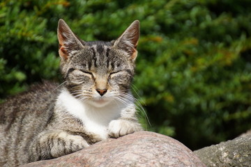 Katze träge in der Sonne