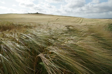 Getreidefeld in Dänemark