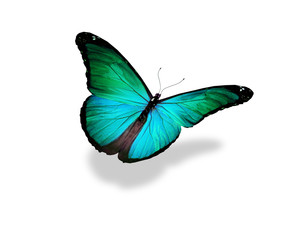 Fototapeta na wymiar Green butterfly , isolated on white background