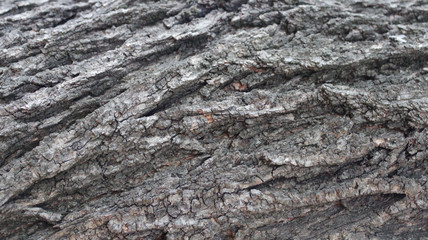Old wood bark