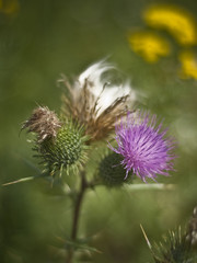Purple thistle on the sunny day