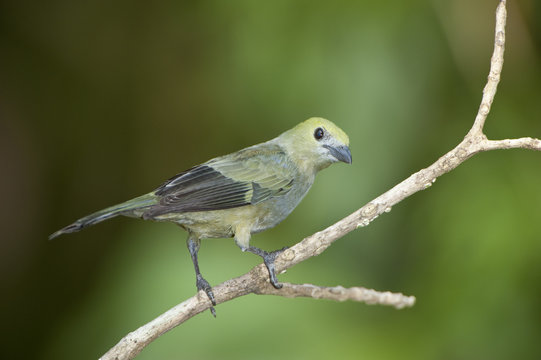 Palm Tanager