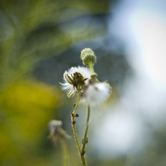 Natural Beauty - danelion - on the sunny day