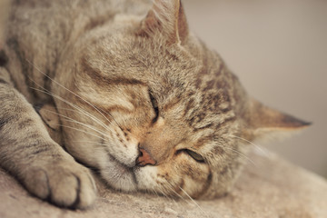 Gray tabby cat sleeping
