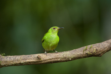 Green Honeycreeper