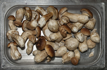 Steinpilze II