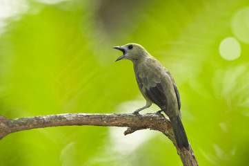 Fototapeta premium Palm tanager