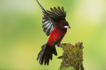 Tanager