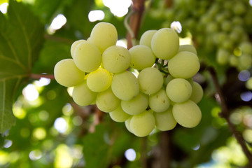 Grapes on the nature