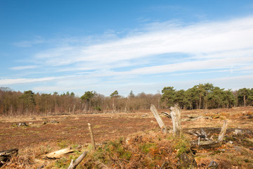 Naklejka premium Wild nature with broken tree