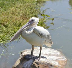 White Pelican