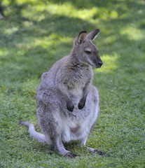 Gray  Kangaroo