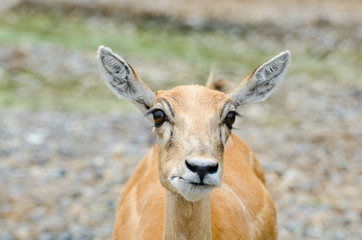 Fototapeta premium portrait of a young dappled deer